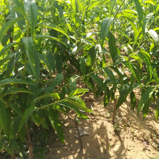 泰安中油13号桃树苗 0.5~1米