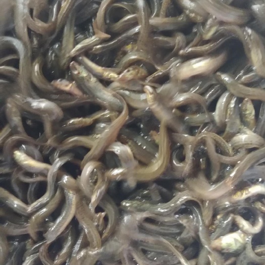 鲁甸县泥鳅苗 支持送货上门，货到付款量大从优，四川，云南，贵州，广西