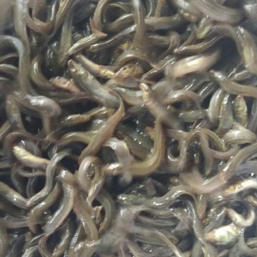 泥鳅苗  产地直销，技术指导，支持货到付款，包邮