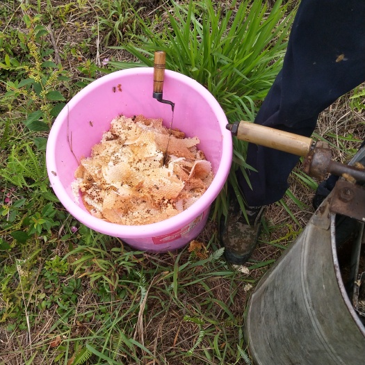 平和县百花蜜 塑料瓶装  1年 