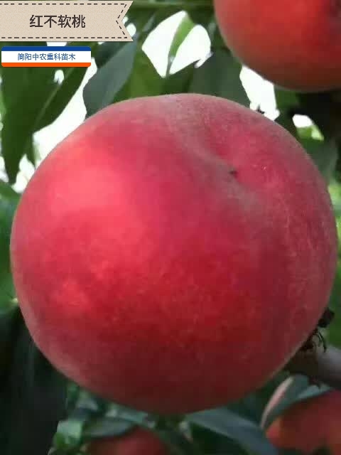 简阳市红不软桃苗 0.5~1米 