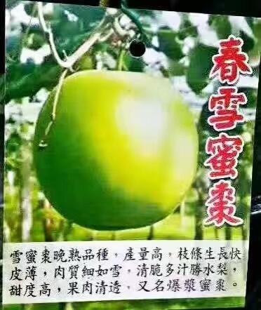平南县青枣苗  春雪蜜枣苗