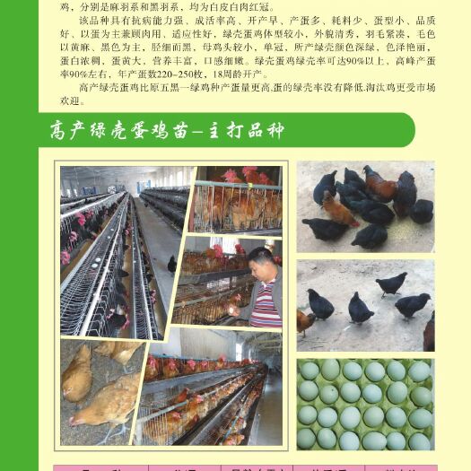 衡南县高产麻绿壳蛋鸡苗  湖北江汉鸡苗   土鸡苗
