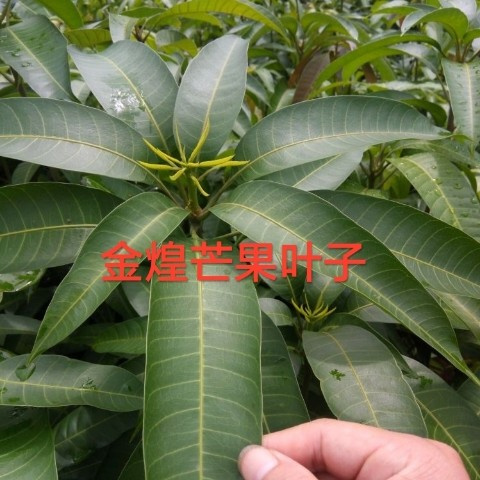 灵山县金煌芒果苗