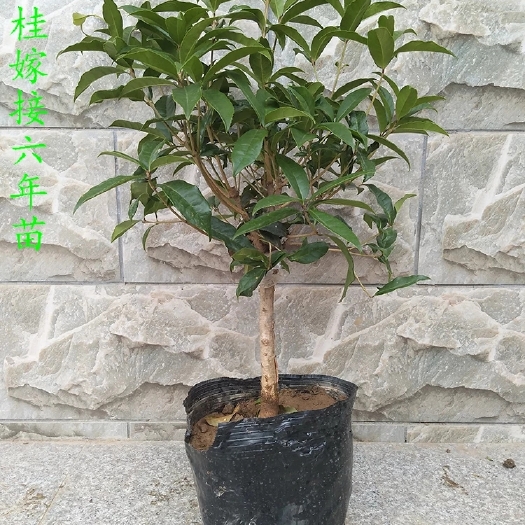 新沂市四季桂