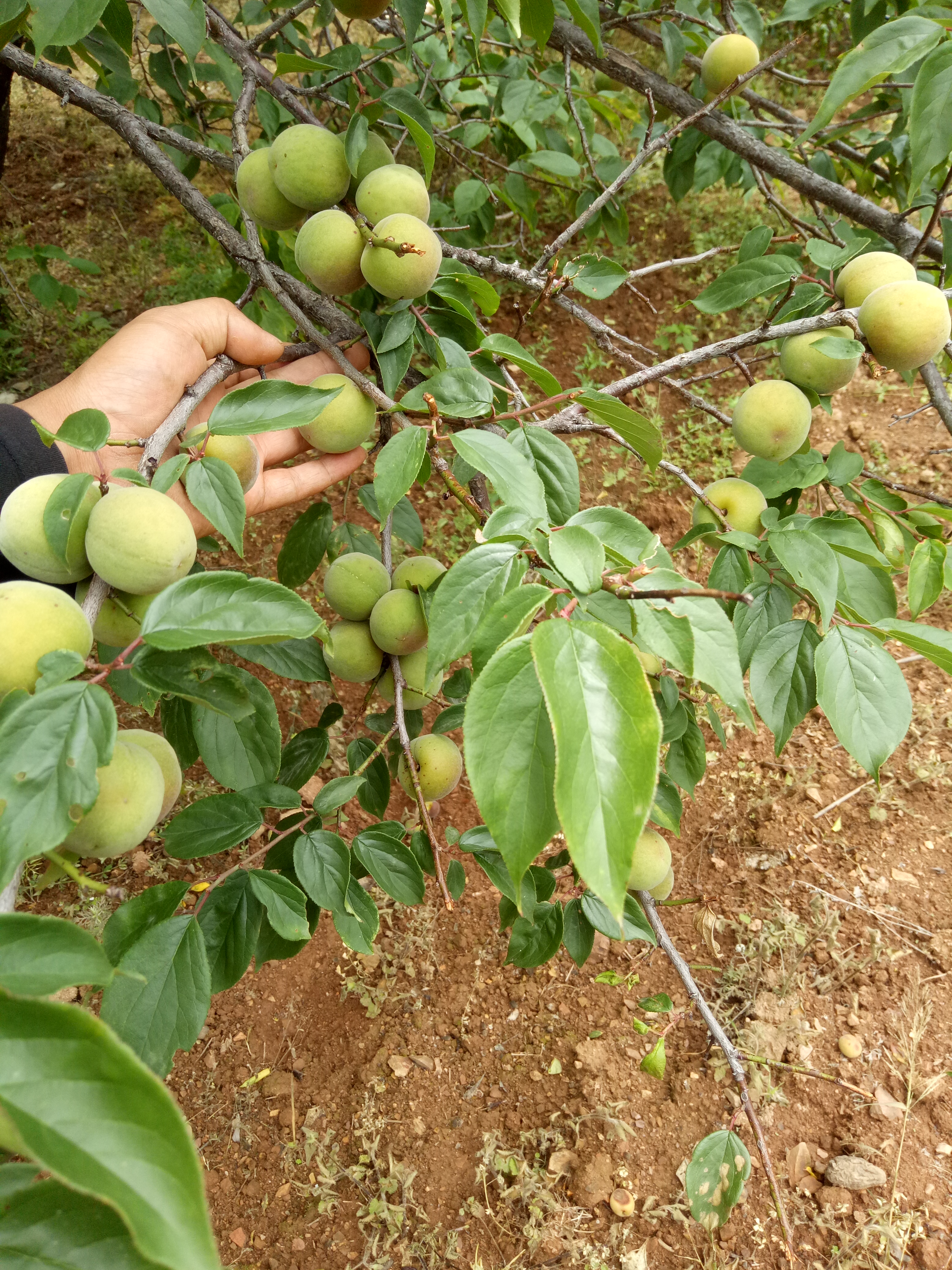 大量青梅