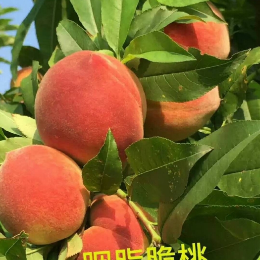 简阳市胭脂脆桃种苗 0.5~1米 