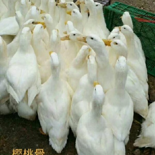广汉市樱桃谷鸭苗  出壳苗可脱温代养 白羽鸭苗  防疫做齐