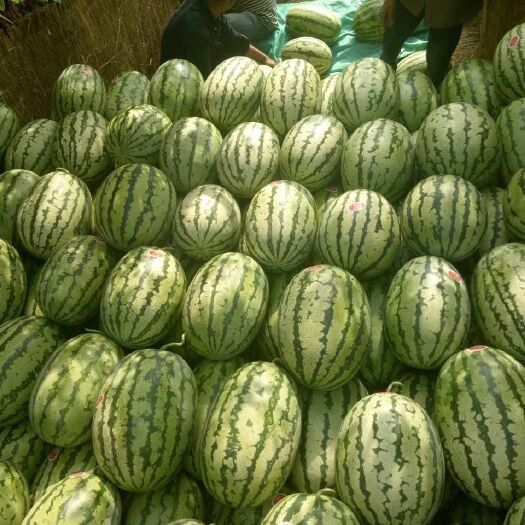 蒲城县陕西蒲城金城五号西瓜大量上市中
