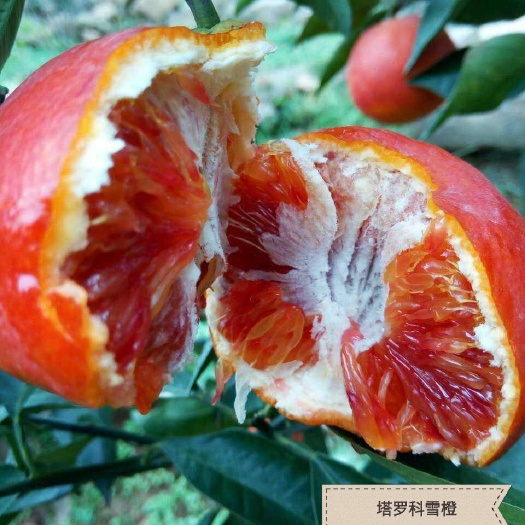 简阳市塔罗科血橙苗 嫁接苗 0.5米以下 