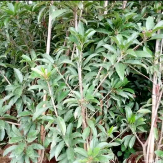 灵山县人心果树苗