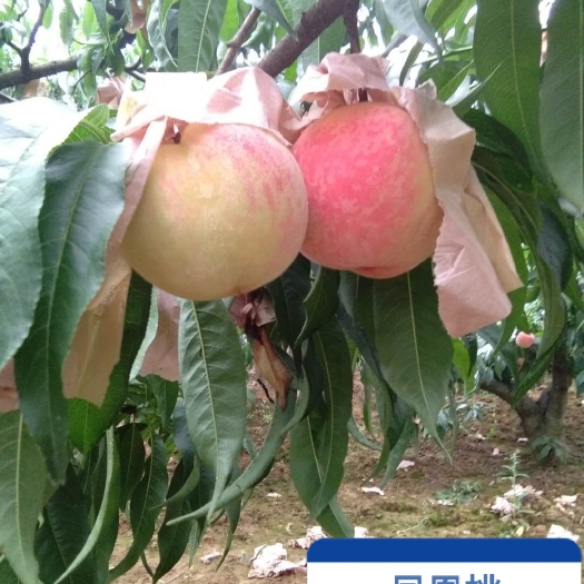 简阳市凤凰桃树苗 0.5~1米 