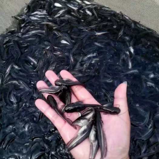 自贡鲶鱼苗 