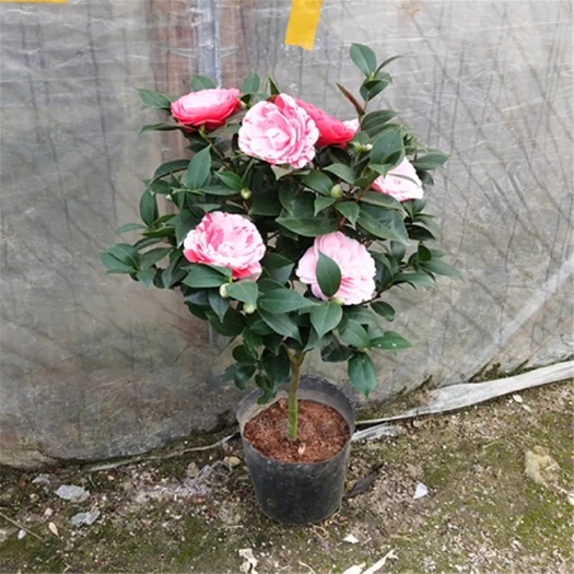 新沂市茶花树 20~30cm