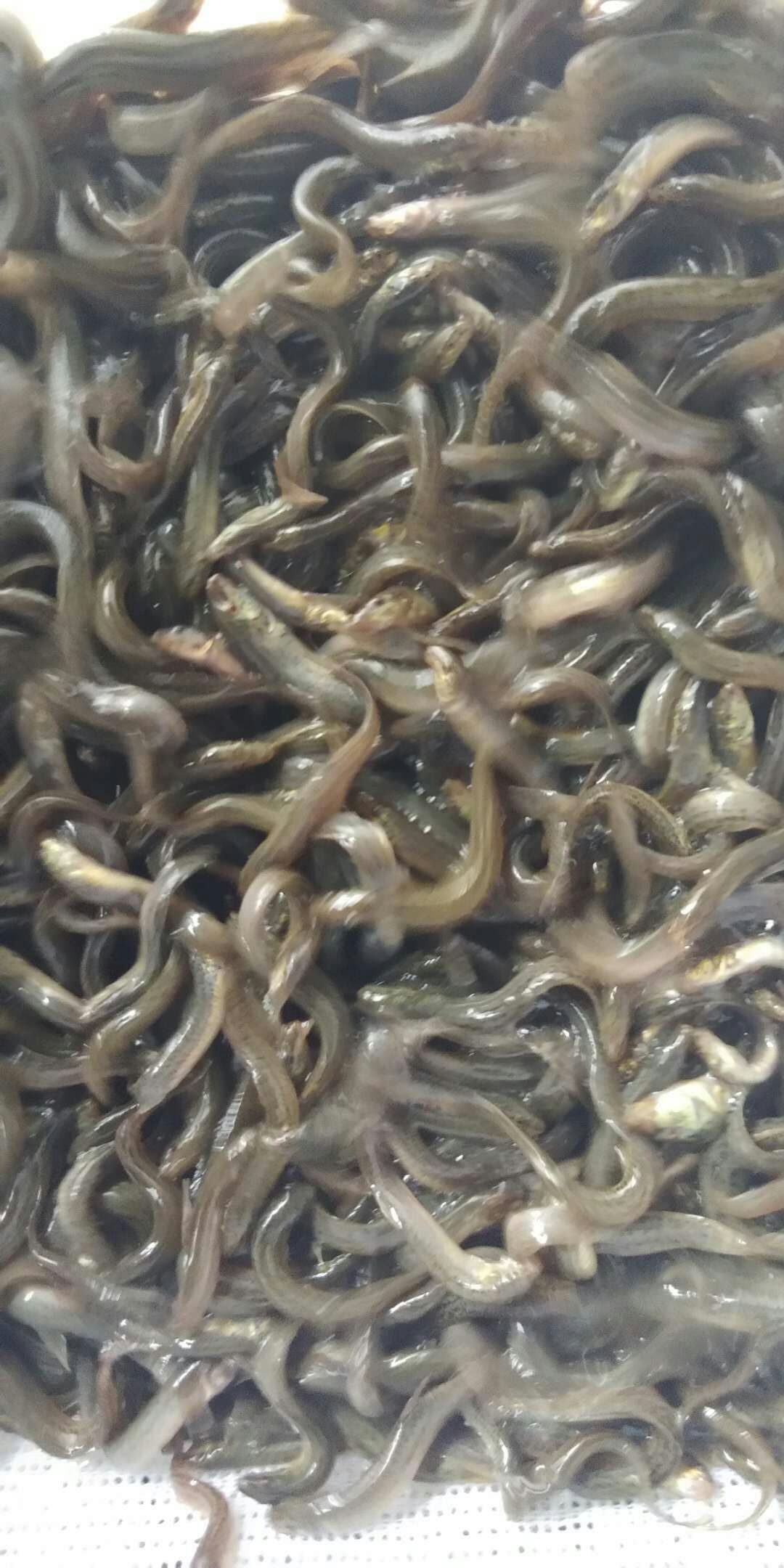 垫江泥鳅苗  免费送货上门，支持货到付款