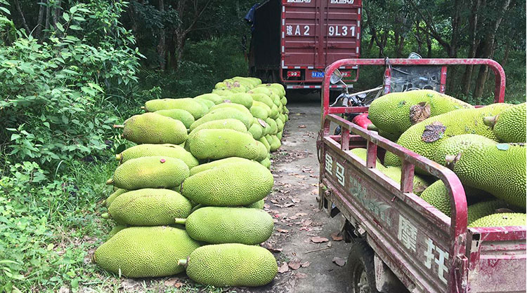 马来西亚一号菠萝蜜苗