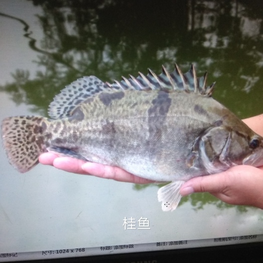 翘嘴鳜 人工养殖 0.8斤以下 