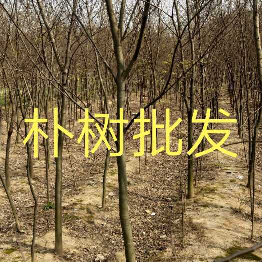 朴树基地江西批发1一30公分