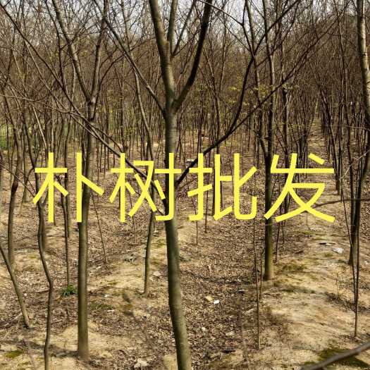 九江朴树基地江西批发1一30公分
