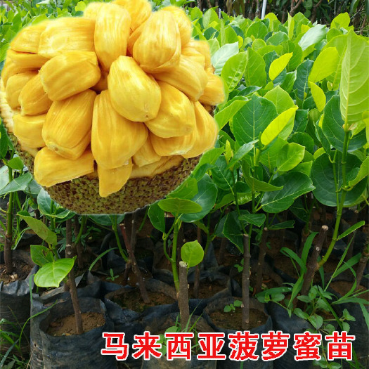 灵山县马来西亚一号菠萝蜜苗