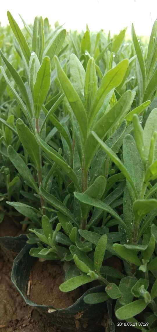 青州市阔叶熏衣草