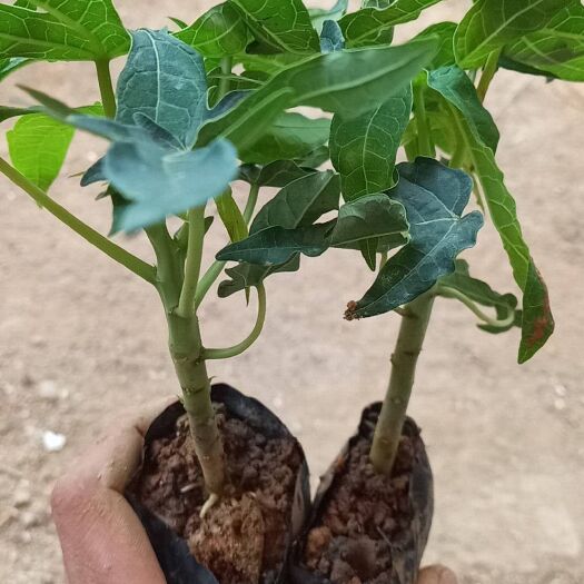 灵山县红心木瓜苗