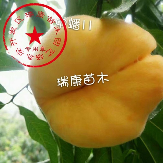 泰安中蟠11号桃树苗 0.5~1米 