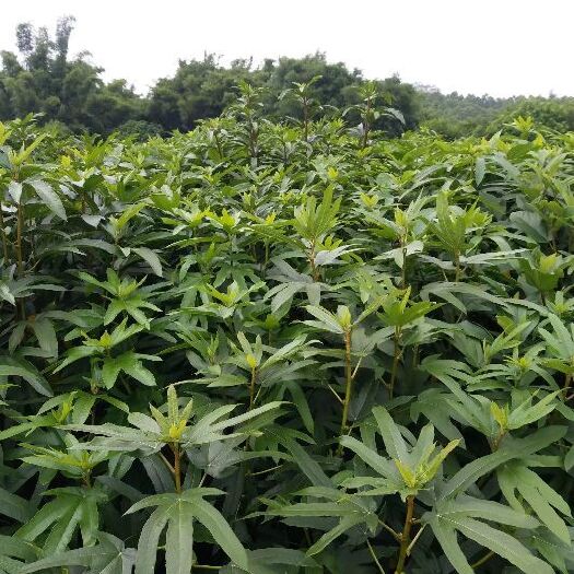 灵山县 五指毛桃苗