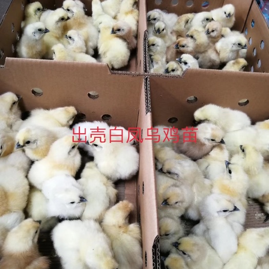 昆明白凤乌鸡苗