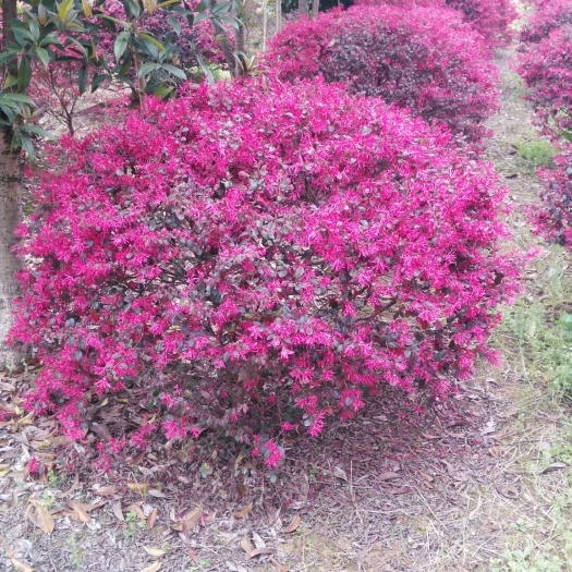 黄山红叶石楠球