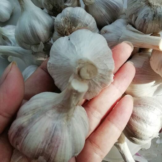 兰陵县白皮蒜  多掰红皮大蒜