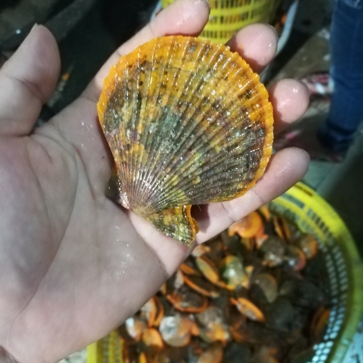北海黄金扇贝