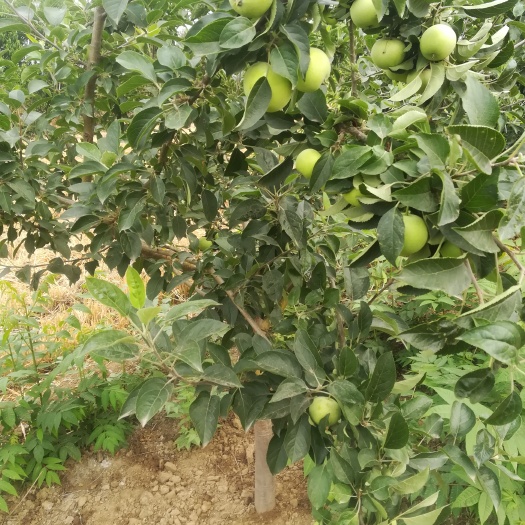 泰安辽伏苹果树苗 0.5~1米