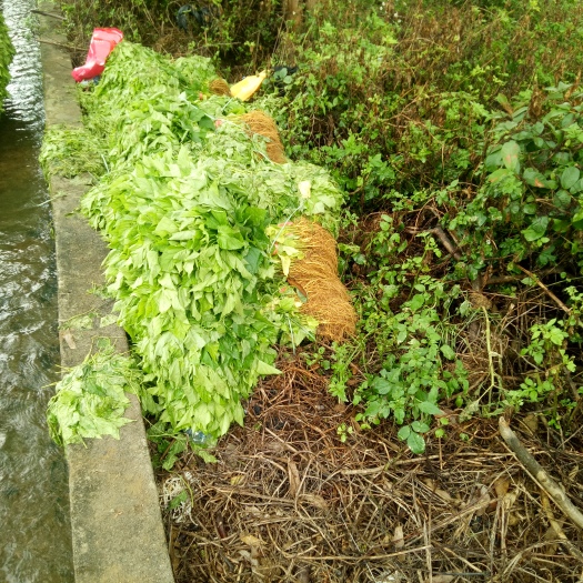 横州市桂桑优12号苗 实生苗 裸根苗养蚕大叶杂交桑苗耐寒抗旱。