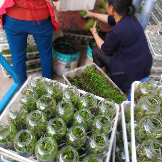 组培白芨苗(预定5.5元/瓶)