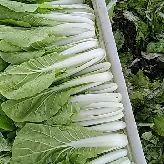 成都毛白菜  小白菜，大量上市