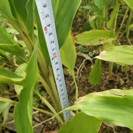 芒市草果苗 独本苗 0.5米以下 