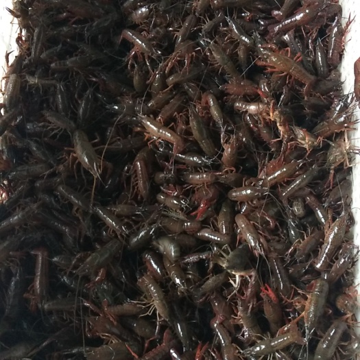 小龙虾苗25斤起批，送2斤路途损耗，保证成活率