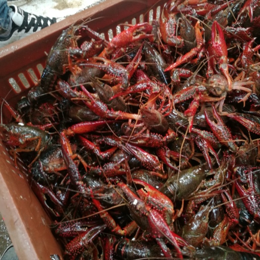 潜江市清水小龙虾 清水湖虾，酒店