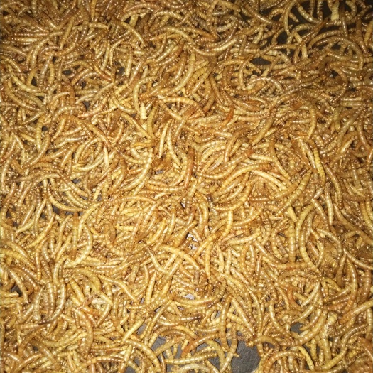 洛阳黄粉虫  虫干