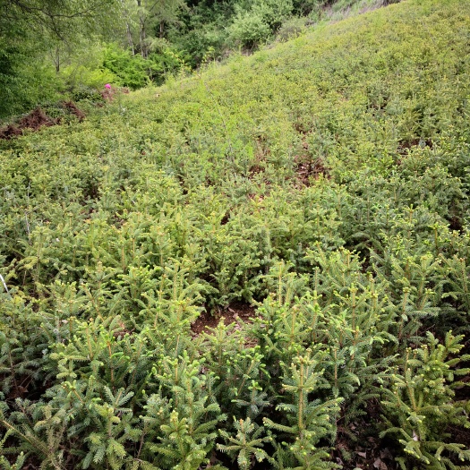 临潭县青海云杉 苗木质量好，价格低。量大从优。