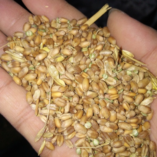 当涂县 图片是去年的，今年的小麦联系后发照片