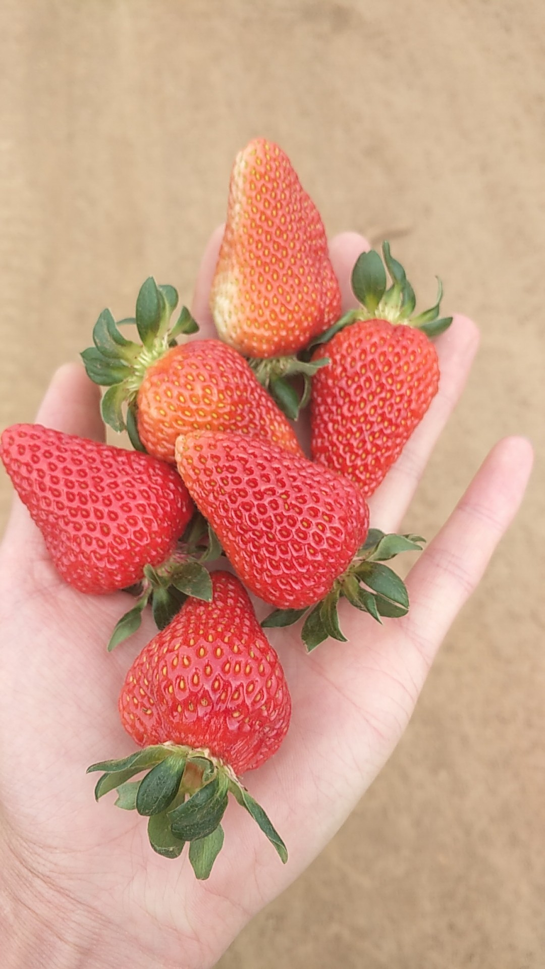 特大早熟草莓品种图片