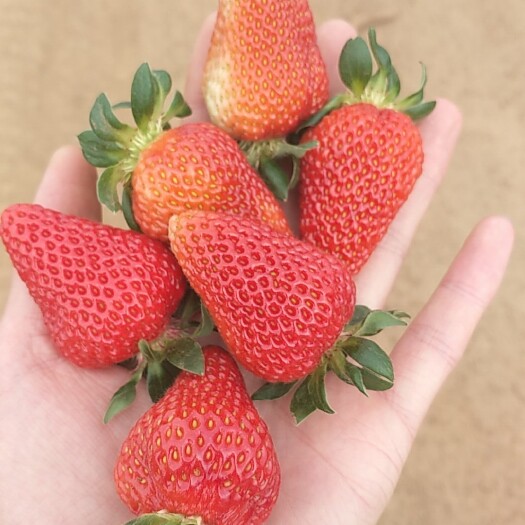 会泽县蒙特瑞草莓 20克以上 