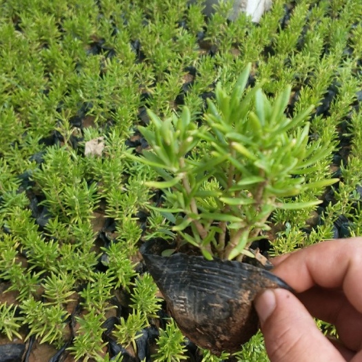 青州市佛甲草