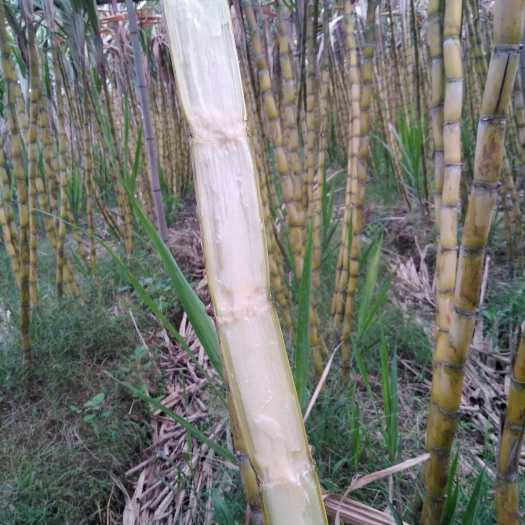 江门黄皮果蔗 2 - 2.5m 3 - 4cm 