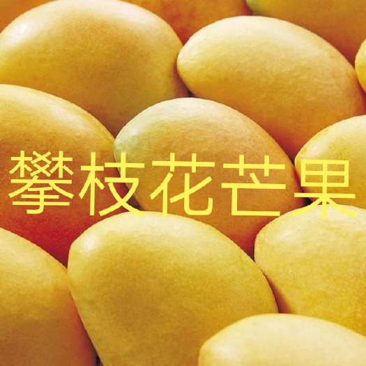 攀枝花凯特芒 10两以上