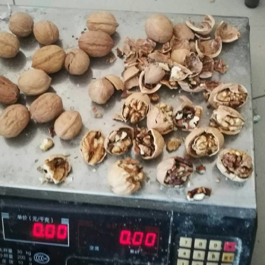 沧县新疆核桃