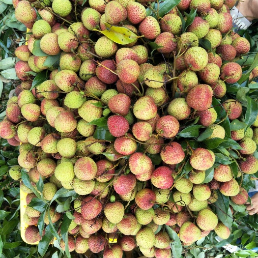 南宁广西灵山县妃子笑荔枝，大量供应高品质荔枝