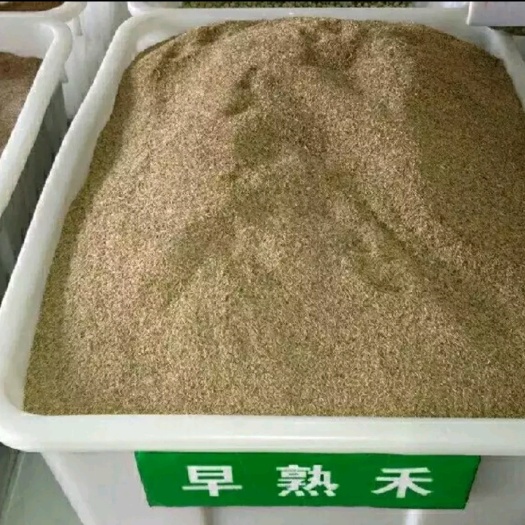 淮安 早熟禾种子早熟禾草籽草坪种子孑矮生四季常青草坪籽庭院别墅绿化